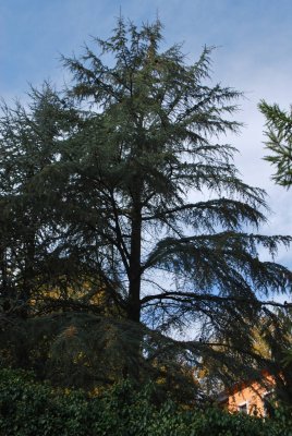 Cedrus atlanitica - cedr atlaský - habitus